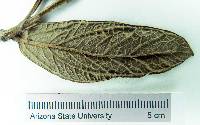 Psidium ratterianum image