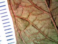 Psidium ratterianum image
