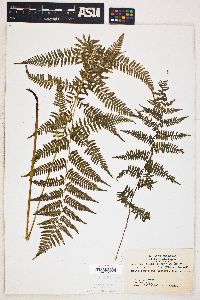 Athyrium filix-femina var. asplenioides image