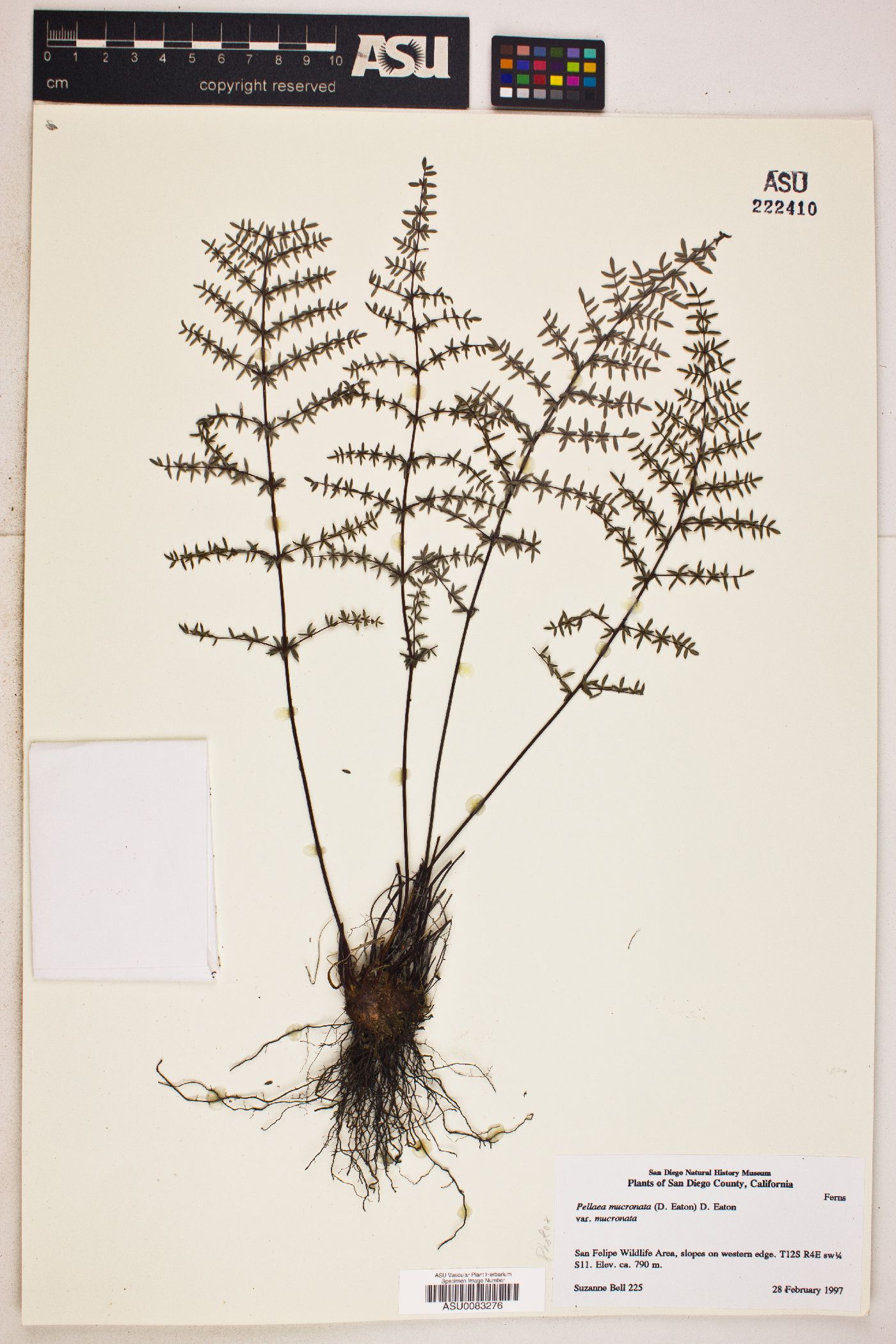 Pellaea mucronata var. mucronata image