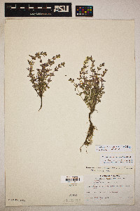 Hedeoma nana subsp. nana image