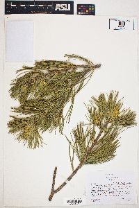 Pinus flexilis image