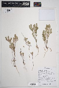 Lepidium lasiocarpum image