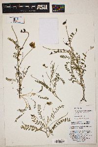 Astragalus martinii image