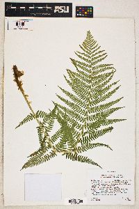 Dryopteris filix-mas image