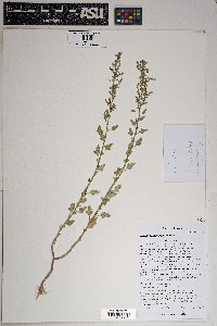 Chenopodium berlandieri image