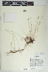 Eleocharis parishii image