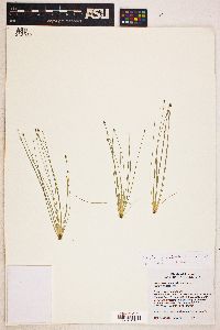 Eleocharis geniculata image