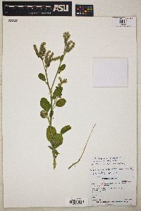 Heliotropium lasiocarpum image
