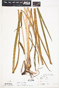 Acorus calamus image