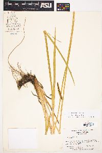 Acorus calamus image