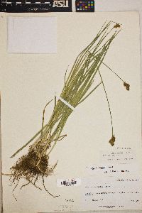 Carex wootonii image