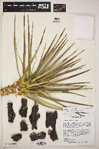 Yucca jaegeriana image