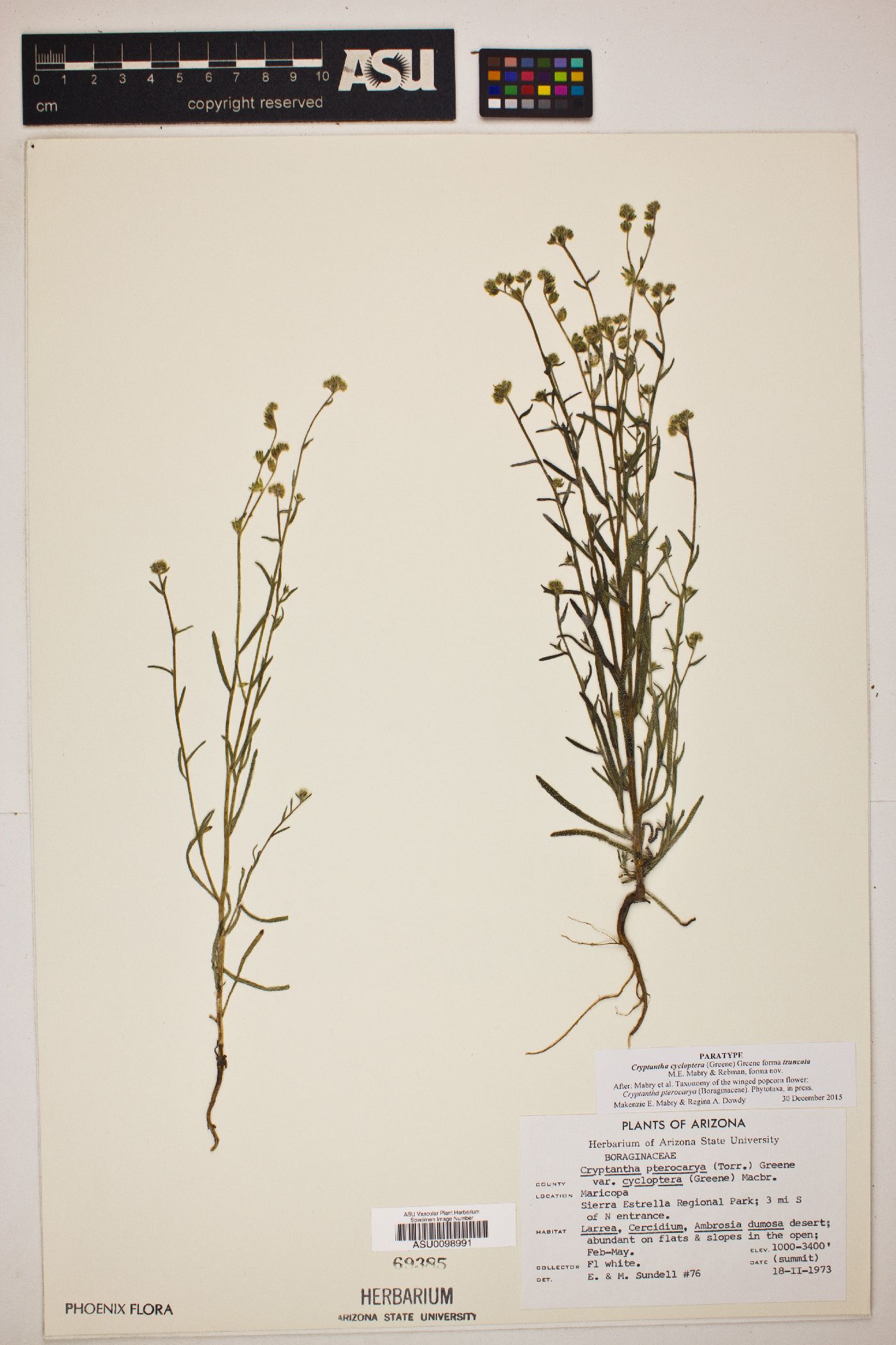 Cryptantha cycloptera f. truncata image