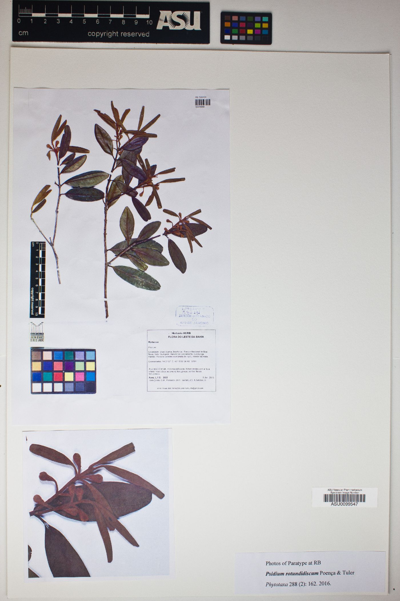 Psidium rotundidiscum image