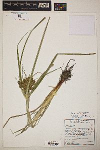 Cyperus erythrorhizos image