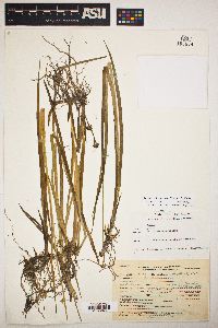 Juncus ensifolius var. montanus image