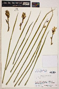 Yucca elata image