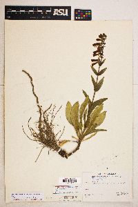 Penstemon eatonii subsp. undosus image