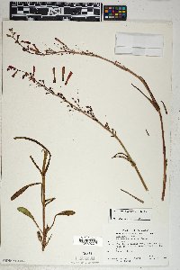 Penstemon subulatus image