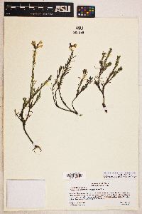 Penstemon linarioides image