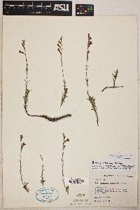 Penstemon linarioides image