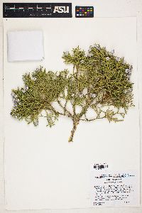 Juniperus californica image