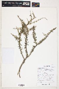 Lycium andersonii image