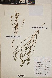 Cryptantha maritima image