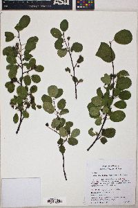 Amelanchier alnifolia image