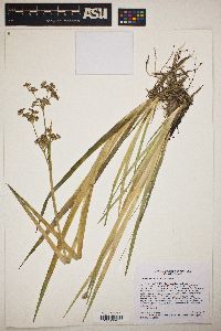 Juncus ensifolius var. montanus image