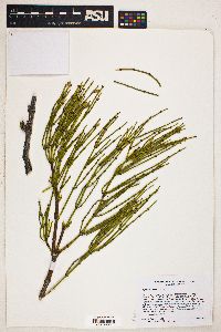 Ephedra viridis image