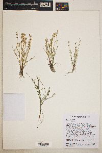 Juncus bufonius var. bufonius image