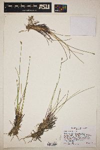 Eleocharis bolanderi image