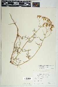 Senecio spartioides image