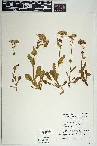 Packera dimorphophylla image