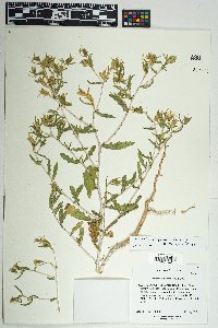 Mentzelia marginata image