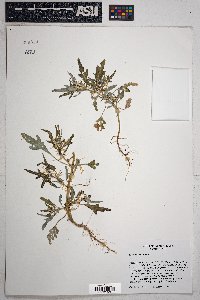 Xanthium spinosum image