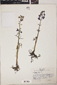 Delphinium bicolor image