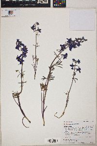 Delphinium bicolor image