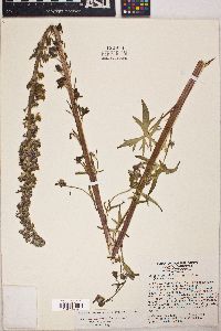 Delphinium californicum subsp. californicum image