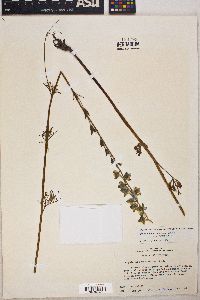 Delphinium carolinianum image