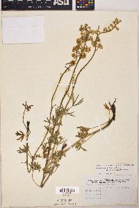 Delphinium carolinianum subsp. virescens image