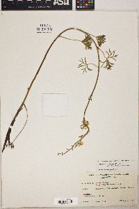 Delphinium carolinianum image