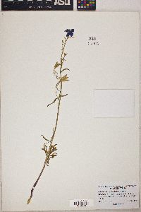 Delphinium glareosum image