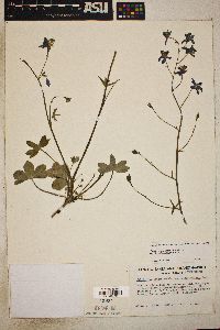 Delphinium patens image