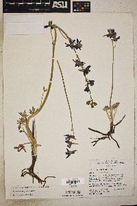 Delphinium scaposum image