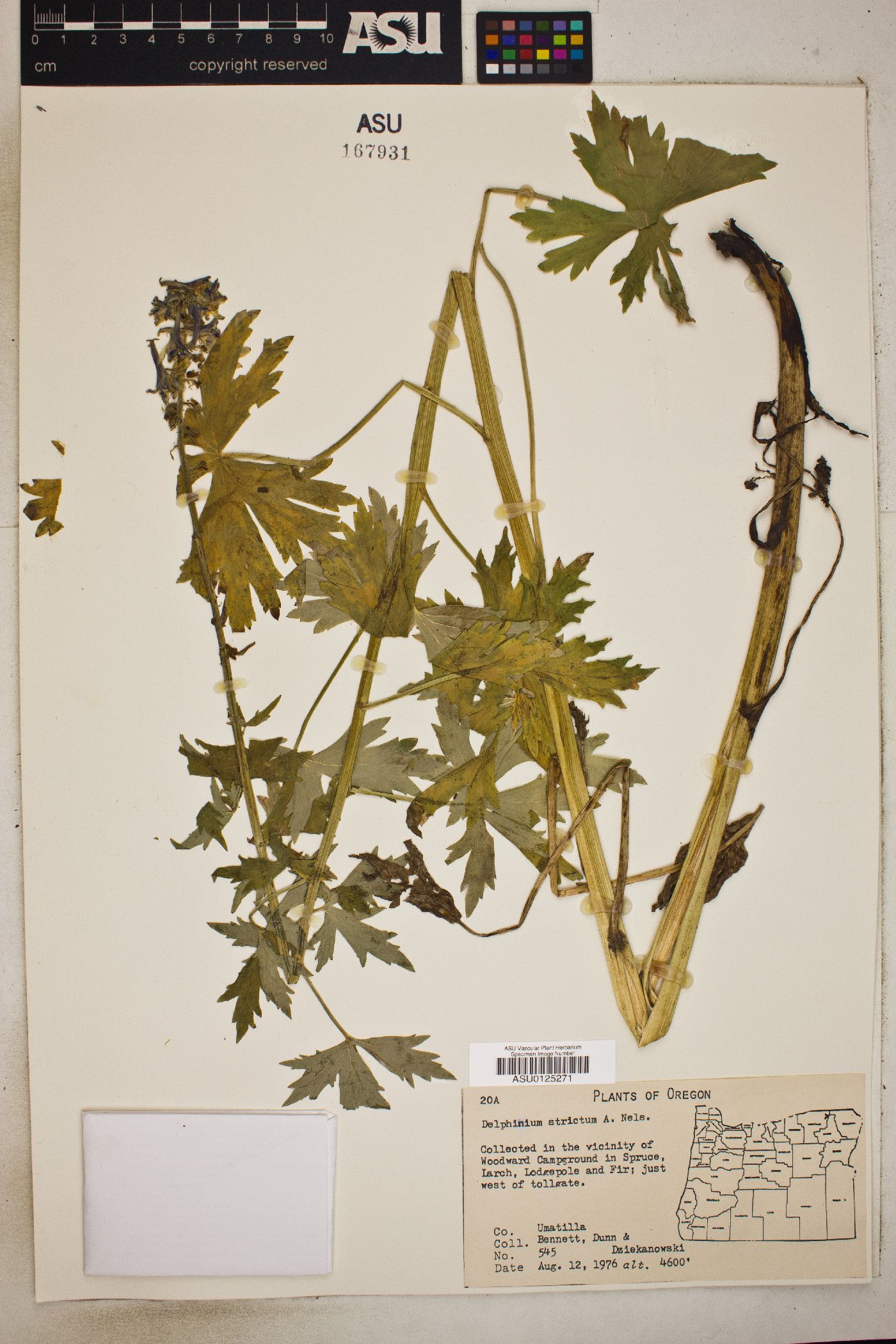 Delphinium strictum image