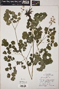 Thalictrum occidentale image