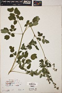 Thalictrum occidentale image